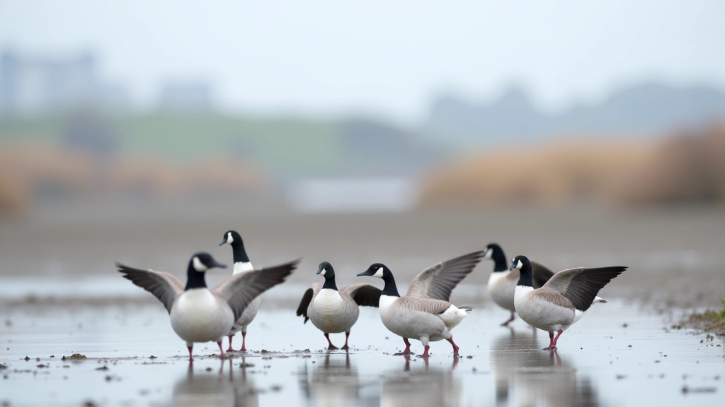 Group of brent geese resting on mudflats with Dublin city skyline in the distance